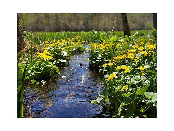 居谷里湿原のリュウキンカ