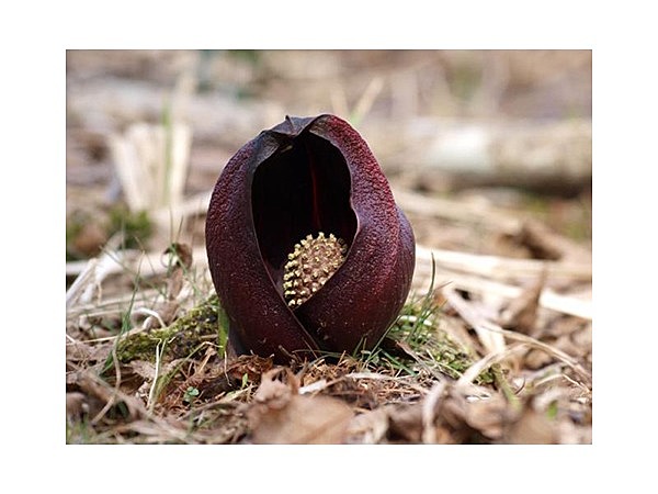 居谷里湿原のザゼンソウ