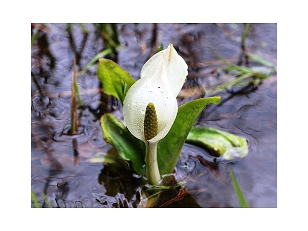 居谷里湿原の水芭蕉
