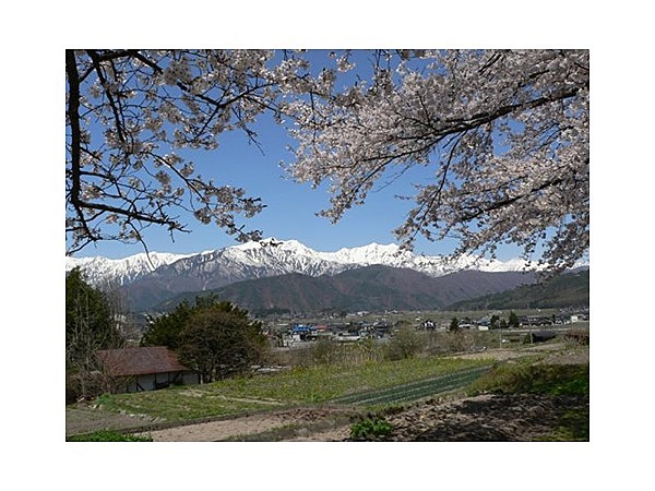大町観光道路の桜