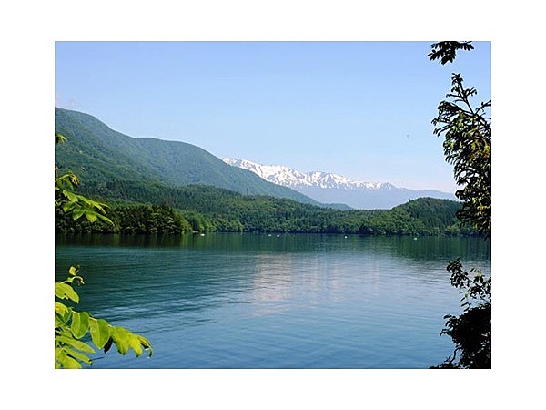 青木湖のホタル