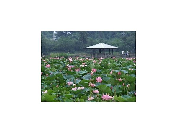 浜津ヶ池の大賀ハス