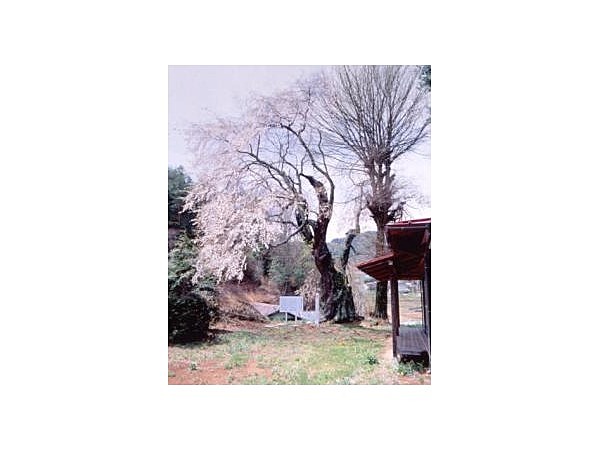 今泉薬師堂のシダレザクラ