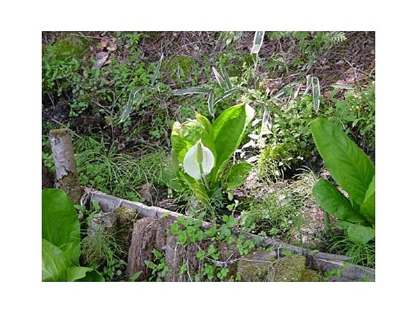 仲仙寺の水芭蕉