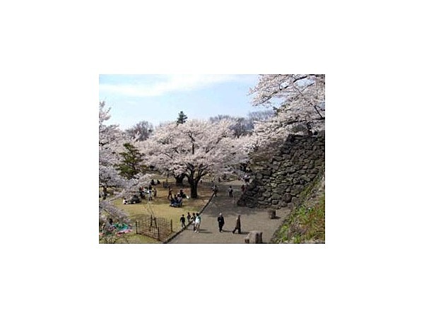 懐古園(小諸城址)の桜