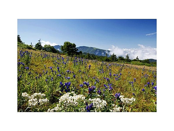 五味池破風高原自然園のリンドウ