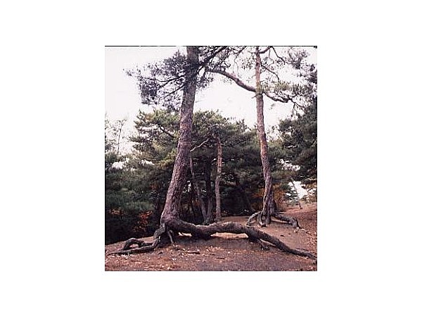 臥竜山根あがりねじれ松