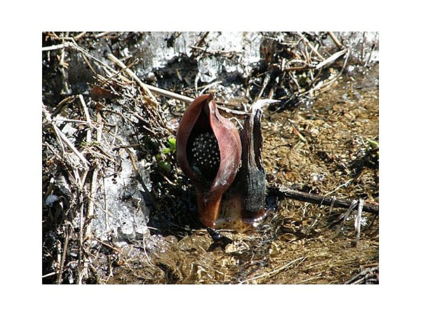 ザゼンソウの里公園