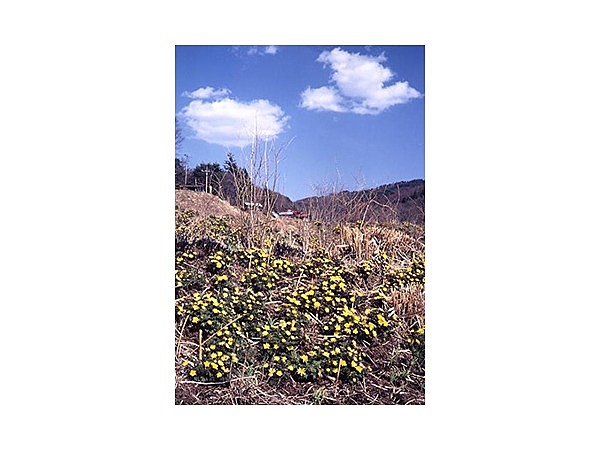 板沢地区の福寿草