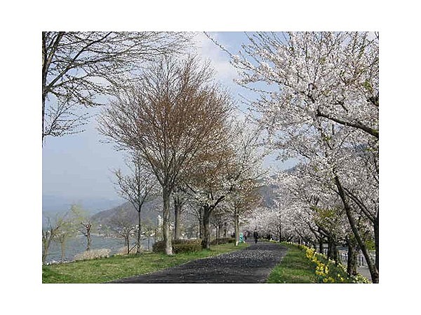 諏訪湖畔の桜