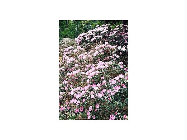 保寿寺の石楠花