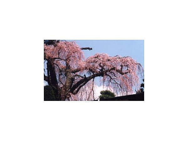 昌福寺のしだれ桜