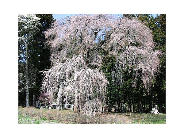 湊・船魂社のしだれ桜