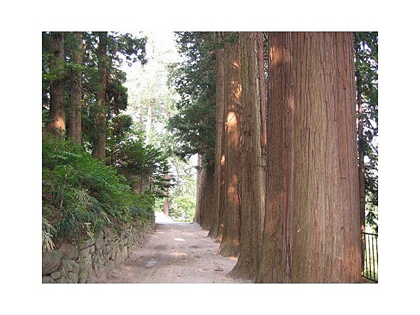 小坂観音院サワラ並木