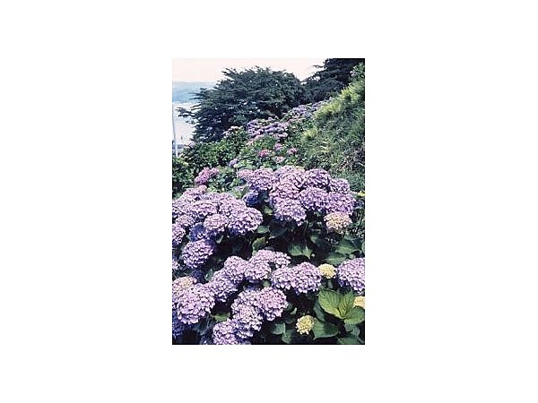 小坂観音院(小坂公園)のあじさい