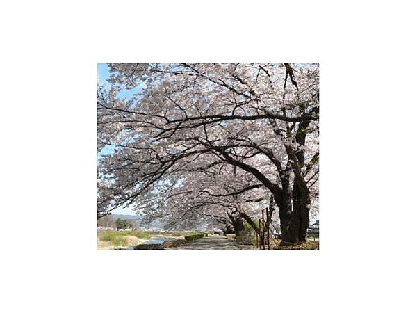 依田川堤防の桜