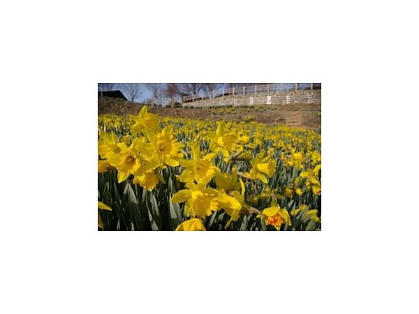 信州国際音楽村のスイセン