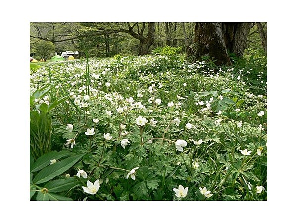 上高地・徳沢のニリンソウ