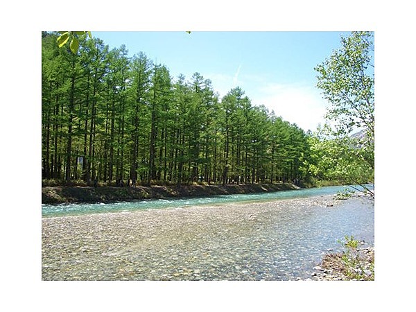上高地のカラマツの芽吹き