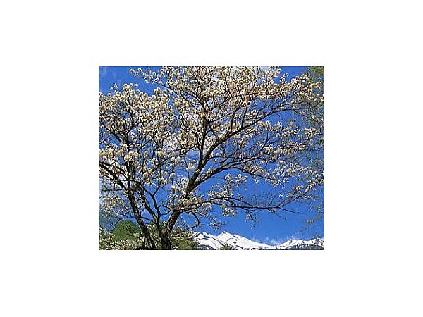 乗鞍高原のスモモの花