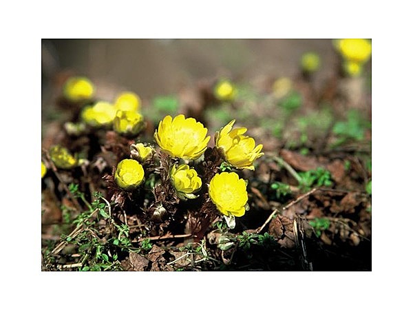 赤怒田福寿草群生地