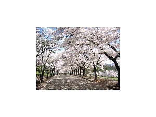 城山公園の桜