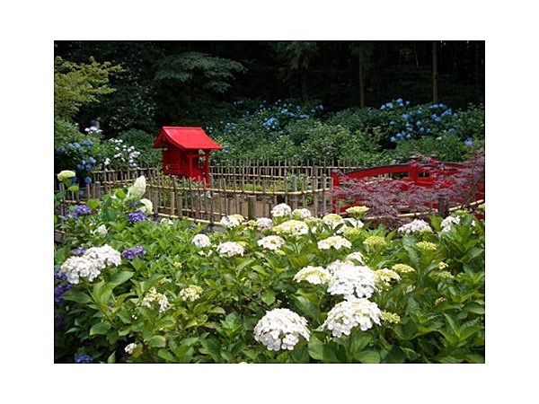 弘長寺のあじさい