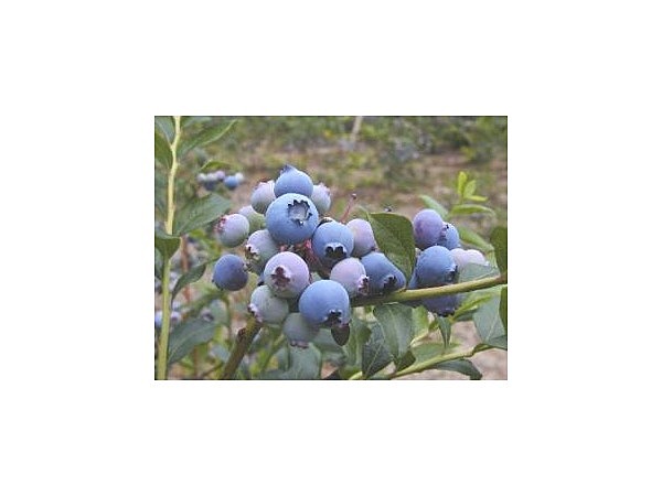 ブルーベリー狩り