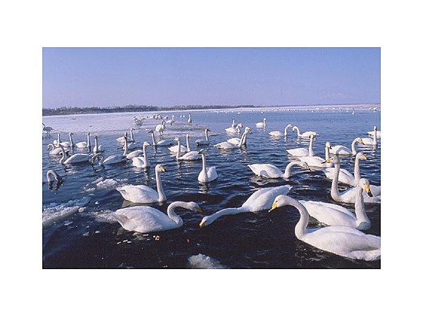 濤沸湖のハクチョウ