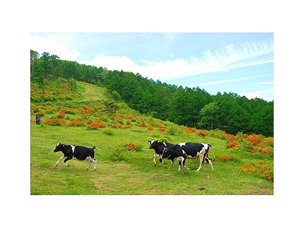鳥帽子・湯の丸回遊ハイキングコース