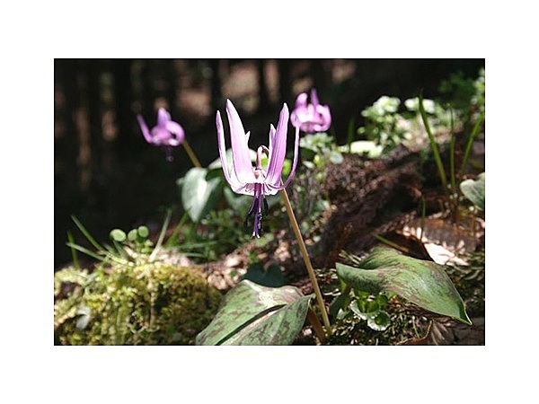 古今伝授の里ハイキングコース