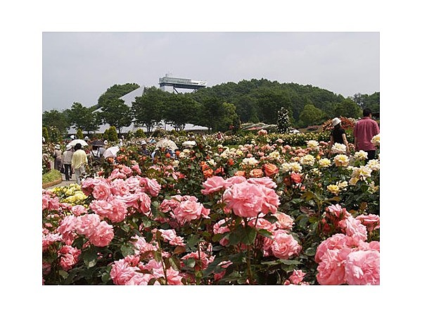 花フェスタ記念公園