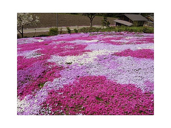 国田家の芝桜