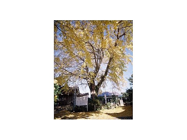 藤九郎ギンナン