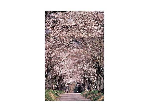 明建神社桜並木