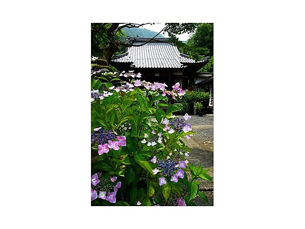あじさいの山寺三光寺