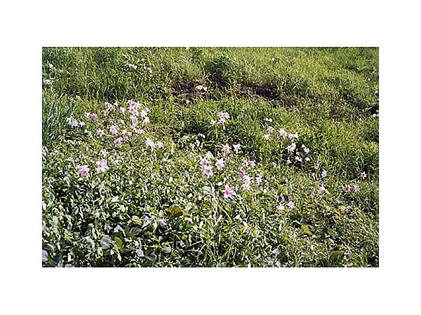 ささゆり群生地