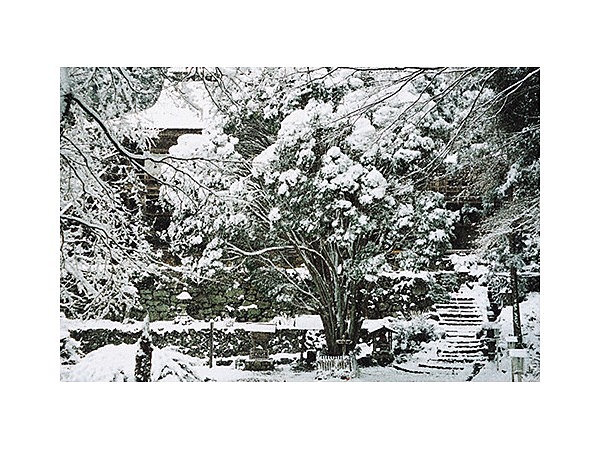 霊木千本ヒノキ