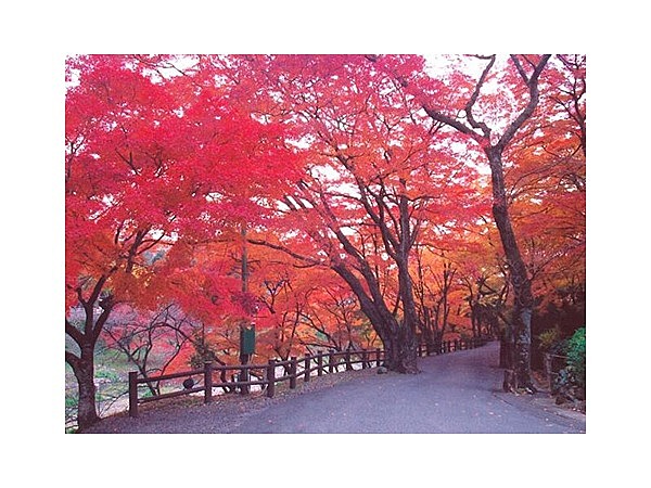 養老公園の紅葉