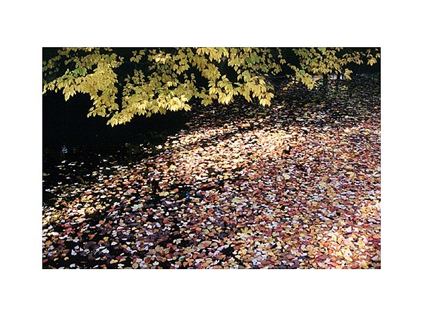 ハナノキ自生地(蛭川)