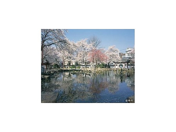 岐阜公園のサクラ