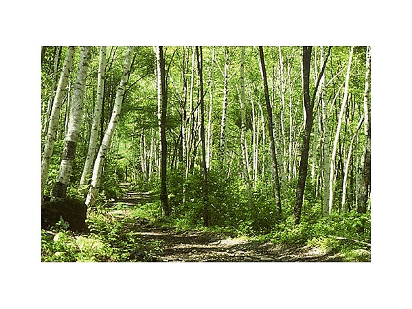 秋神白樺原生林