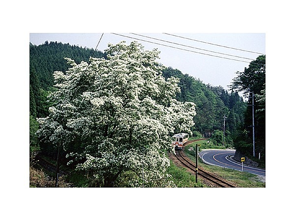 自生のヒトツバタゴ