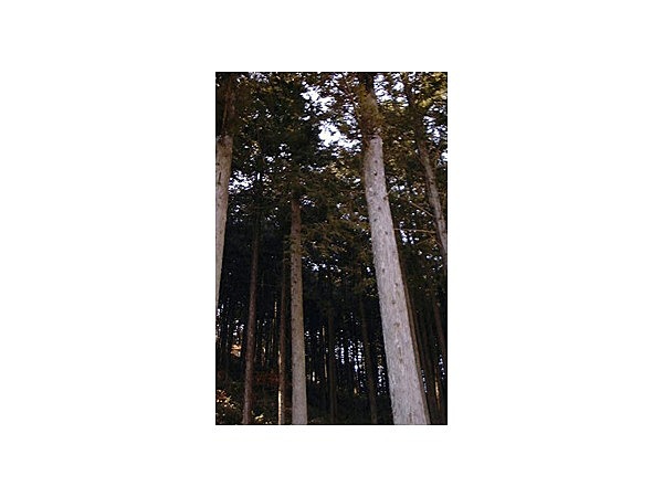 裏木曽のヒノキ