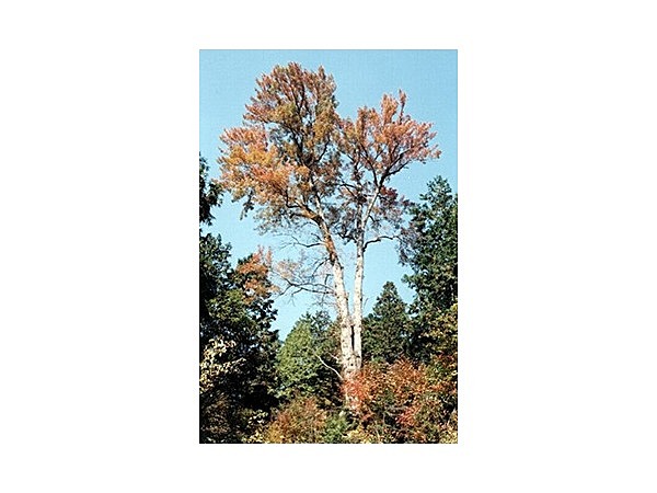 ハナノキの大木（川上）