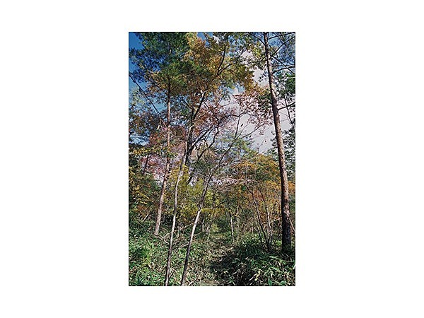 越原ハナノキ自生地