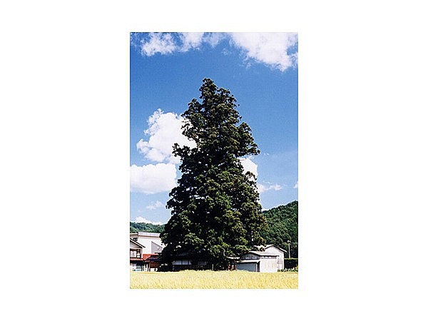 九頭の宮の一本杉