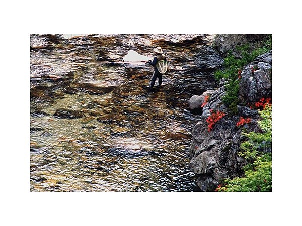 板取川のサツキ