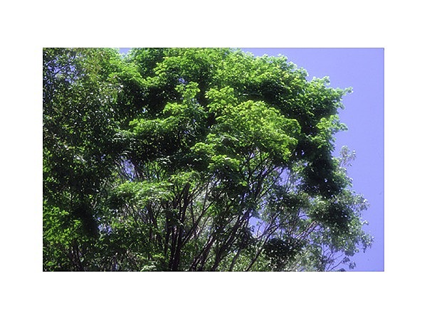 ナツツバキの森