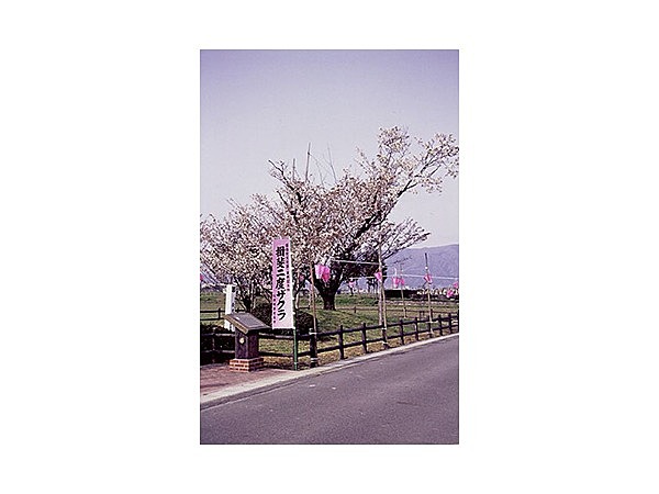 揖斐二度ザクラ